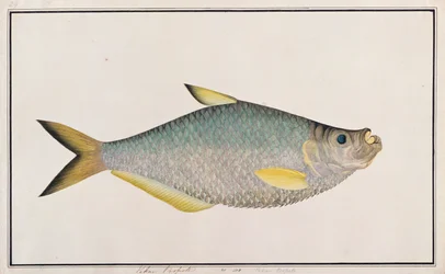 Ilisha, da Disegni di pesci di Malacca, c.1805-18